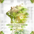 Purification EP (free release)