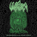 Transmissions from the Swamp Cosmos