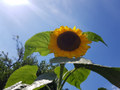 King Of The Sunflowers